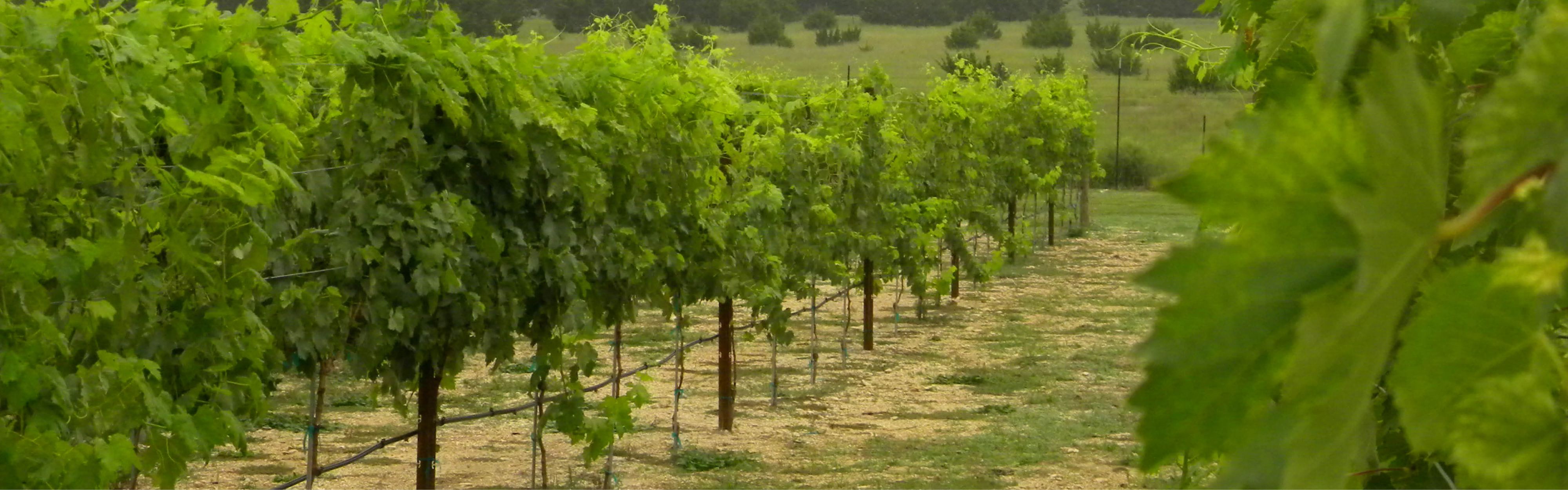 Dripping Springs Real Estate Agents and Brokers Dripping Springs Elite